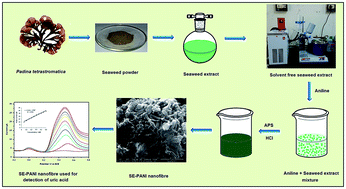 Graphical abstract: A seaweed–polyaniline nanofibre modified electrode for sensing of uric acid