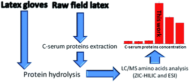 Graphical abstract: Analysis of latex protein content by liquid chromatography coupled with tandem mass spectrometry (HPLC/MS/MS)