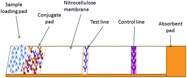 Graphical abstract: Nanogold based lateral flow assay for the detection of Salmonella typhi in environmental water samples