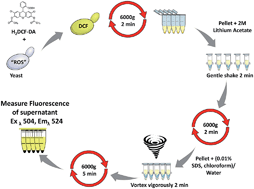 Graphical abstract: A rapid method to assess reactive oxygen species in yeast using H2DCF-DA