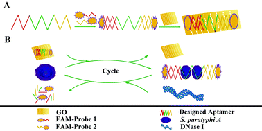 Graphical abstract: Highly sensitive fluorescent aptasensor for Salmonella paratyphi A via DNase I-mediated cyclic signal amplification