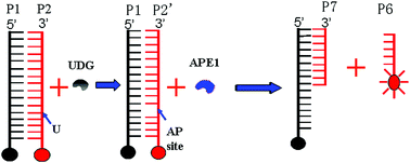 Graphical abstract: Real-time monitoring AP site incision caused by APE1 using a modified hybridization probe