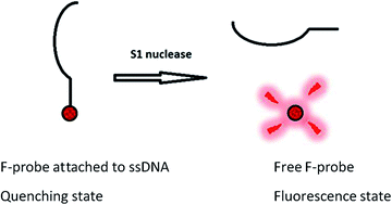 Graphical abstract: Detection of nuclease activity using a simple fluorescence based biosensor
