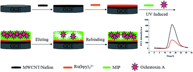 Graphical abstract: Selective and sensitive determination of ochratoxin A based on a molecularly imprinted electrochemical luminescence sensor