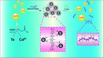 Graphical abstract: Heparin sodium-selective ‘on–off’ and lysine-selective ‘off–on’ fluorescence switching of cadmium telluride quantum dots and their analytical applications