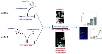 Graphical abstract: Noninvasive imaging of embryonic stem cell cultures by multiphoton microscopy reveals the significance of collagen hydrogel preparation parameters