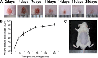Graphical abstract: Raman spectroscopy combined with SHG gives a new perspective for rapid assessment of the collagen status in the healing of cutaneous wounds