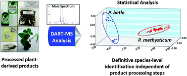Graphical abstract: More than just heat: ambient ionization mass spectrometry for determination of the species of origin of processed commercial products—application to psychoactive pepper supplements