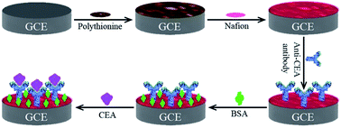 Graphical abstract: Electrochemical immunoassay based on polythionine as the signal source for the sensitive detection of carcinoma embryonic antigen