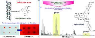 Graphical abstract: DNA–EB in agarose gel assay: a simple methodology in the search for DNA-binders in crude extracts from actinomycetes