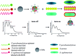 Graphical abstract: An aptasensor based on fluorescence resonance energy transfer for multiplexed pathogenic bacteria determination