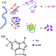 Graphical abstract: Conformational switching of G-quadruplexes as a label-free platform for the fluorescence detection of Ag+ and biothiols