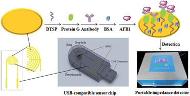 Graphical abstract: A portable electrochemical immunosensor for rapid detection of trace aflatoxin B1 in rice