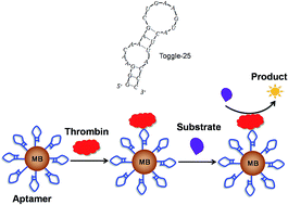 Graphical abstract: Using fluoro modified RNA aptamers as affinity ligands on magnetic beads for sensitive thrombin detection through affinity capture and thrombin catalysis