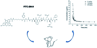Graphical abstract: Development and validation of a reversed phase liquid chromatographic method with fluorescence detection for the pharmacokinetic study of a new chimeric peptide