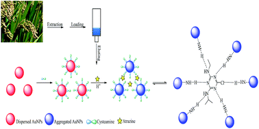 Graphical abstract: Colorimetric sensing of atrazine in rice samples using cysteamine functionalized gold nanoparticles after solid phase extraction