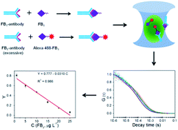 Graphical abstract: Sensitive and homogenous immunoassay of fumonisin in foods using single molecule fluorescence correlation spectroscopy