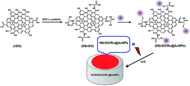 Graphical abstract: A novel determination of curcumin via Ru@Au nanoparticle decorated nitrogen and sulfur-functionalized reduced graphene oxide nanomaterials