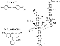 Graphical abstract: Application of a fluorescently labeled trans-acting antigenomic HDV ribozyme to monitor antibiotic–RNA interactions