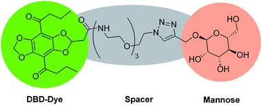 Graphical abstract: Detecting carbohydrate–lectin interactions using a fluorescent probe based on DBD dyes