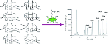 Graphical abstract: Determination of gibberellins using HPLC coupled with fluorescence detection