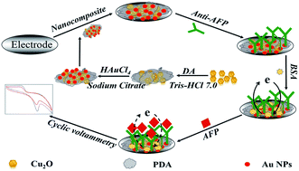Graphical abstract: Cu2O rhombic dodecahedra as a superexcellent electroactive substance for ultrasensitive electrochemical immunosensors