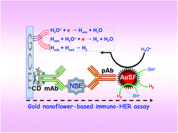 Graphical abstract: Synthesis of sunflower-like gold nanostructures and their application in electrochemical immunoassays using the nanogold-triggered hydrogen evolution reaction