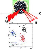 Graphical abstract: Classification of jaboticaba fruits at three maturity stages using NIRS and LDA