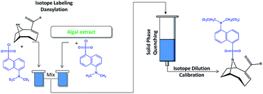 Graphical abstract: Isotope-labelling derivatisation: a broadly applicable approach to quantitation of algal toxins by isotope dilution LC-MS/MS