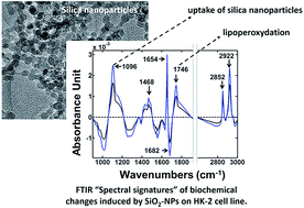 Graphical abstract: Monitoring biological effects of 20 nm versus 100 nm silica nanoparticles induced on a human renal cell line using Fourier transform infrared spectroscopy