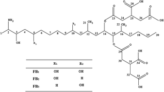 Graphical abstract: Simultaneous preparation and characterization of three high-purity type B fumonisins from maize culture