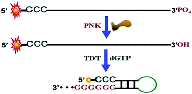 Graphical abstract: A fluorescence-based assay for T4 polynucleotide kinase/phosphatase activity based on a terminal transferase-aided photoinduced electron transfer strategy