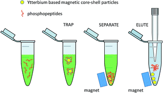 Graphical abstract: Development of magnetic ytterbium oxide core–shell particles for selectively trapping phosphopeptides