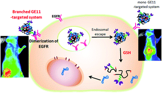 Graphical abstract: Enhanced tumor-targeted gene delivery by bioreducible polyethylenimine tethering EGFR divalent ligands