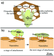 Graphical abstract: Cell response and bioactivity of titania–zirconia–zirconium titanate nanotubes with different nanoscale topographies fabricated in a non-aqueous electrolyte