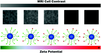 Graphical abstract: Tailoring the surface charge of dextran-based polymer coated SPIONs for modulated stem cell uptake and MRI contrast