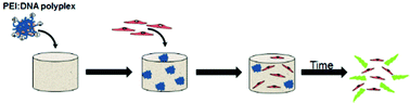 Graphical abstract: The effect of glycosaminoglycan content on polyethylenimine-based gene delivery within three-dimensional collagen-GAG scaffolds
