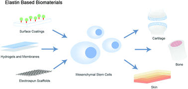 Graphical abstract: Elastin-based biomaterials and mesenchymal stem cells