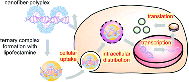 Graphical abstract: Gene expression of ternary complexes through the compaction of nanofiber-polyplexes by mixing with lipofectamine