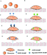 Graphical abstract: Bisphosphonate-functionalized hyaluronic acid showing selective affinity for osteoclasts as a potential treatment for osteoporosis