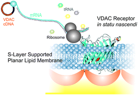 Graphical abstract: Inspired and stabilized by nature: ribosomal synthesis of the human voltage gated ion channel (VDAC) into 2D-protein-tethered lipid interfaces