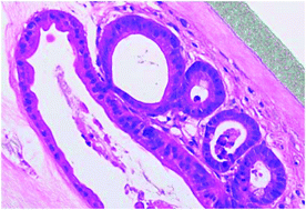 Graphical abstract: Protein-engineered scaffolds for in vitro 3D culture of primary adult intestinal organoids