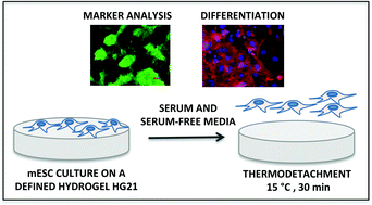 Graphical abstract: Thermoresponsive hydrogel maintains the mouse embryonic stem cell “naïve” pluripotency phenotype