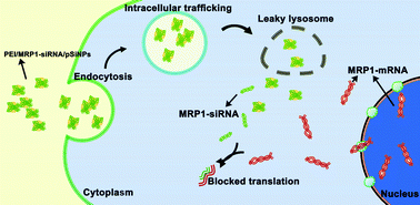Graphical abstract: Small interfering RNA delivery by polyethylenimine-functionalised porous silicon nanoparticles