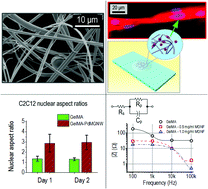 Graphical abstract: Hydrogels containing metallic glass sub-micron wires for regulating skeletal muscle cell behaviour