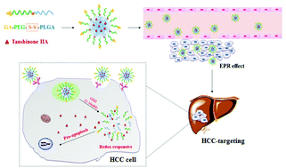 Graphical abstract: Glycyrrhetinic acid-decorated and reduction-sensitive micelles to enhance the bioavailability and anti-hepatocellular carcinoma efficacy of tanshinone IIA