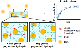 Graphical abstract: Effects of the poly(ethylene glycol) hydrogel crosslinking mechanism on protein release
