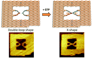 Graphical abstract: Single-molecule observations of RNA–RNA kissing interactions in a DNA nanostructure