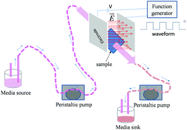 Graphical abstract: Electric field-mediated growth of osteoblasts – the significant impact of dynamic flow of medium