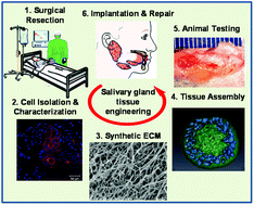 Graphical abstract: Biomaterials-based strategies for salivary gland tissue regeneration